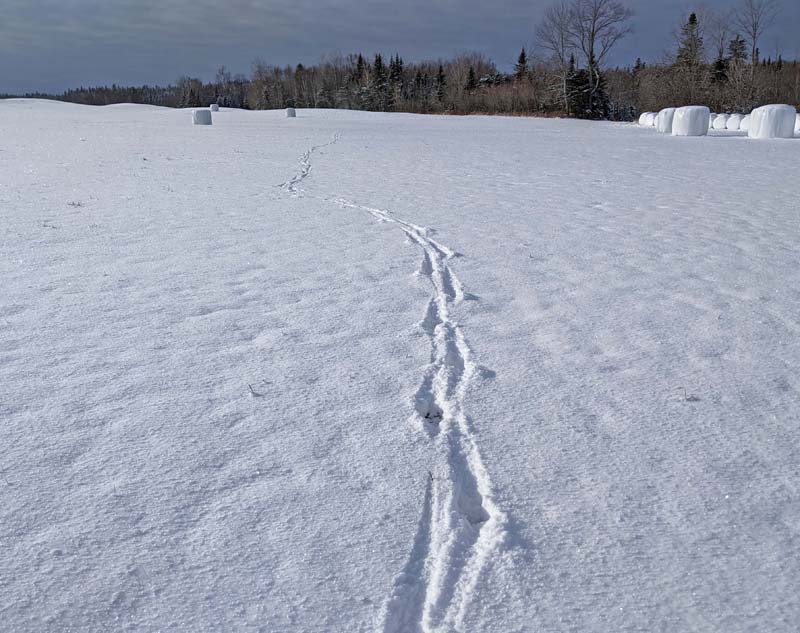 A set of deer tracks across a snowy field.