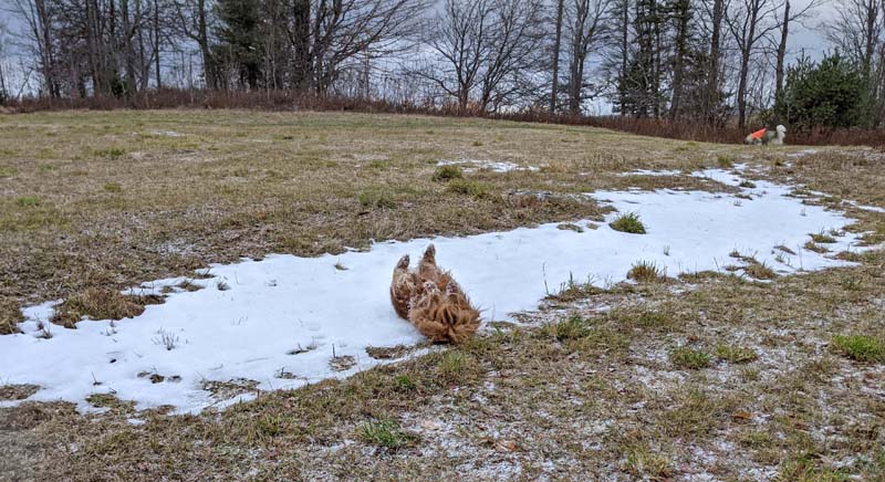 A dog rolling on a patch of snow in a field.