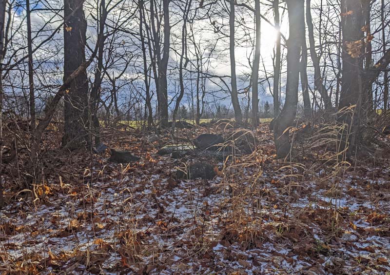 Sunlight through tree trunks highlighting dead grass fronds.
