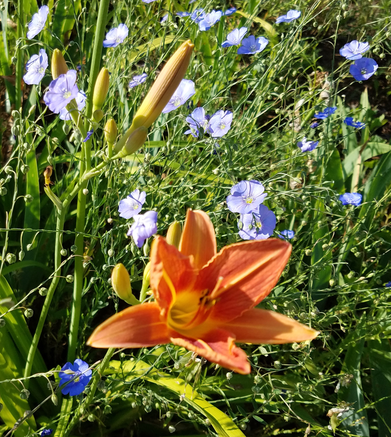 closeup of orange day lily bloom with blue flax flowers surrounding it