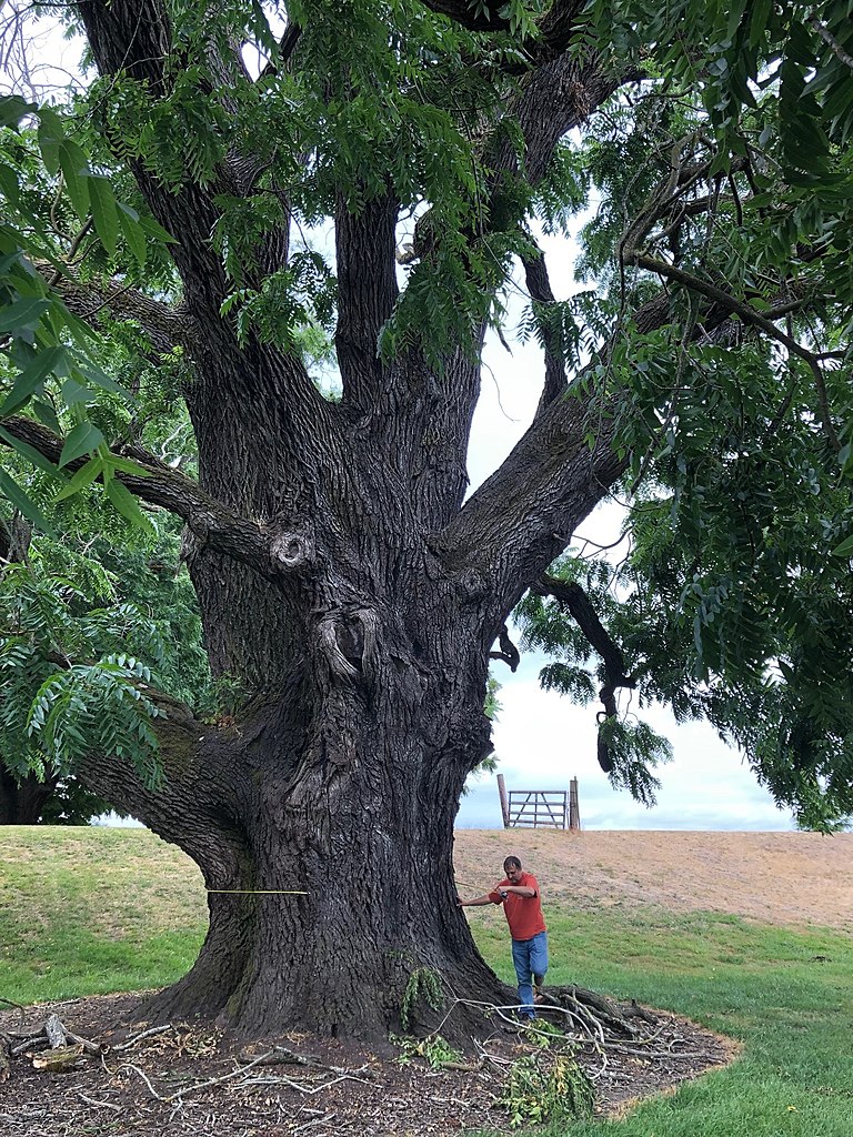 large black walnut tree with man measuring its circumference 