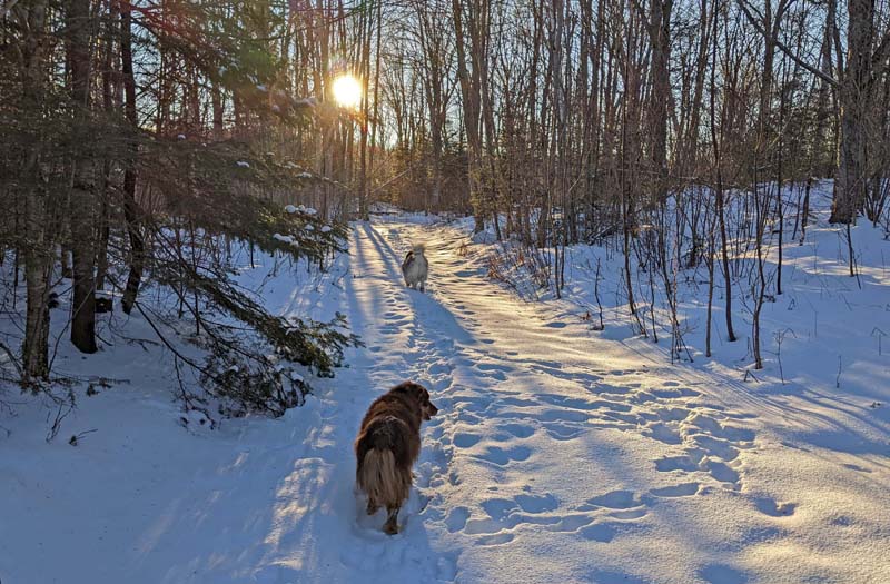 Dogs on a snow-covered path through the woods in sunlight.