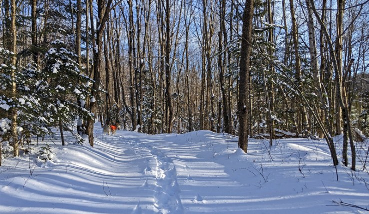 dog on snowshoe trail through woods