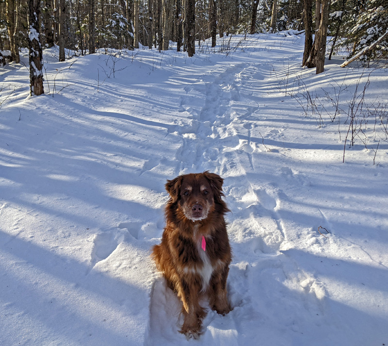 dog sitting on snowshoe trail in woods