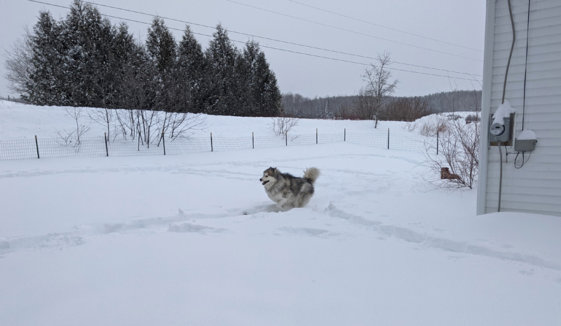 dog running along snowshoe path in yard