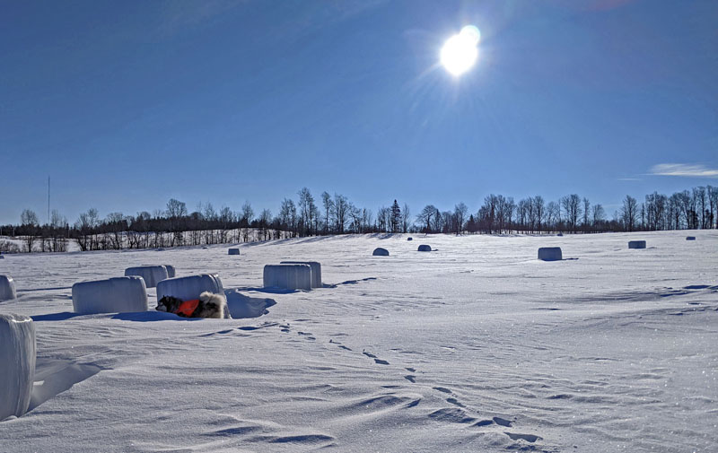 dog among several plastic-covered hay bales in snowy field