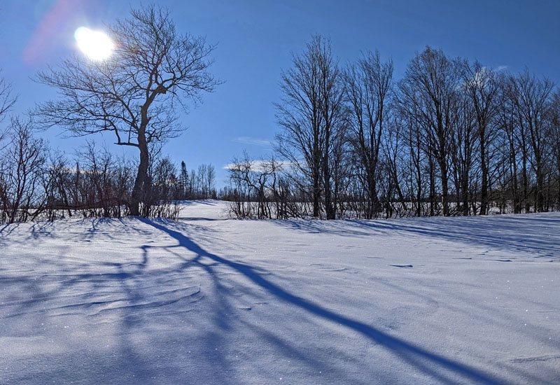 trees casting shadows on snow-covered field