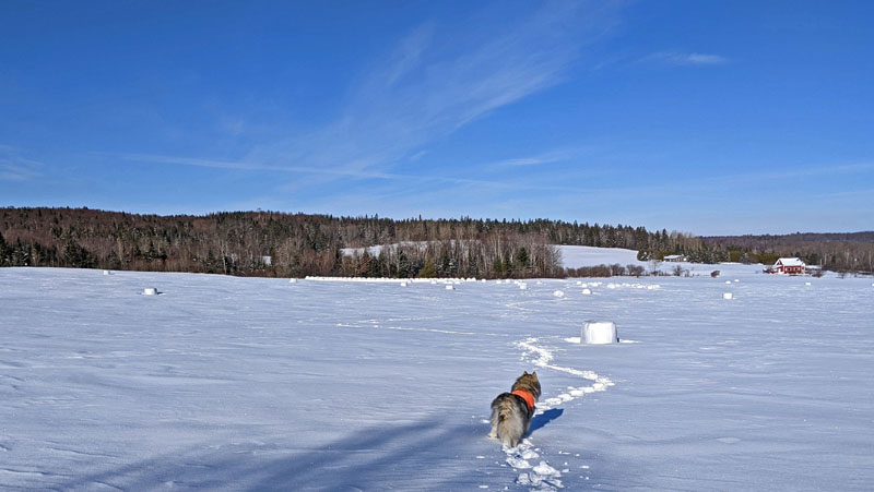 Dog on snowshoe trail across snow-covered field.
