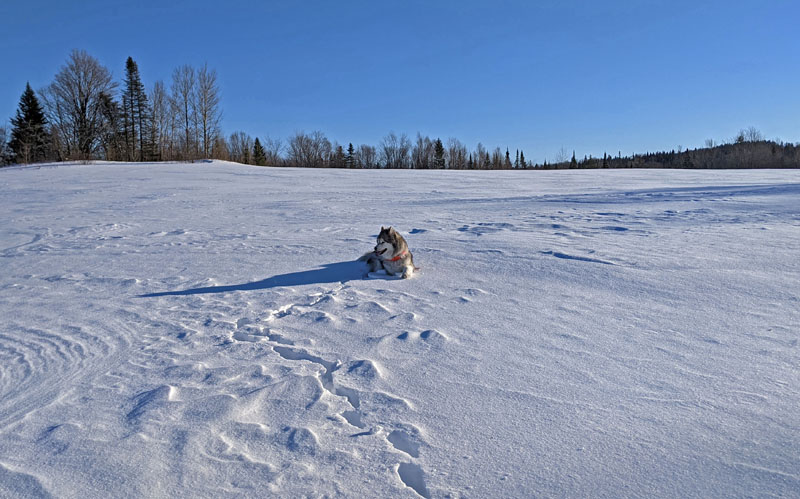 Dog laying on snow in field.