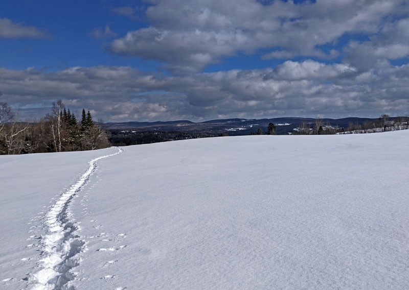 snowshoe trail across snowy field