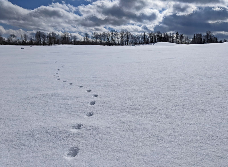 animal tracks through snow