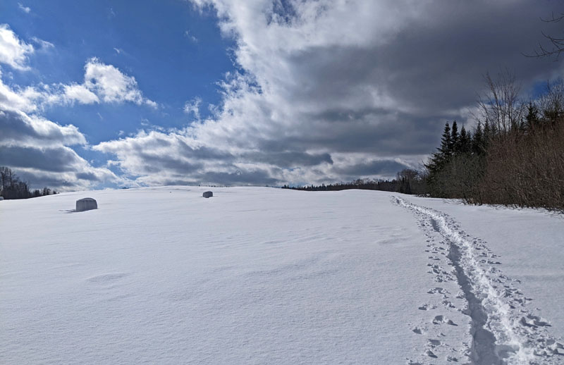 snowshoe tracks through snow in open field