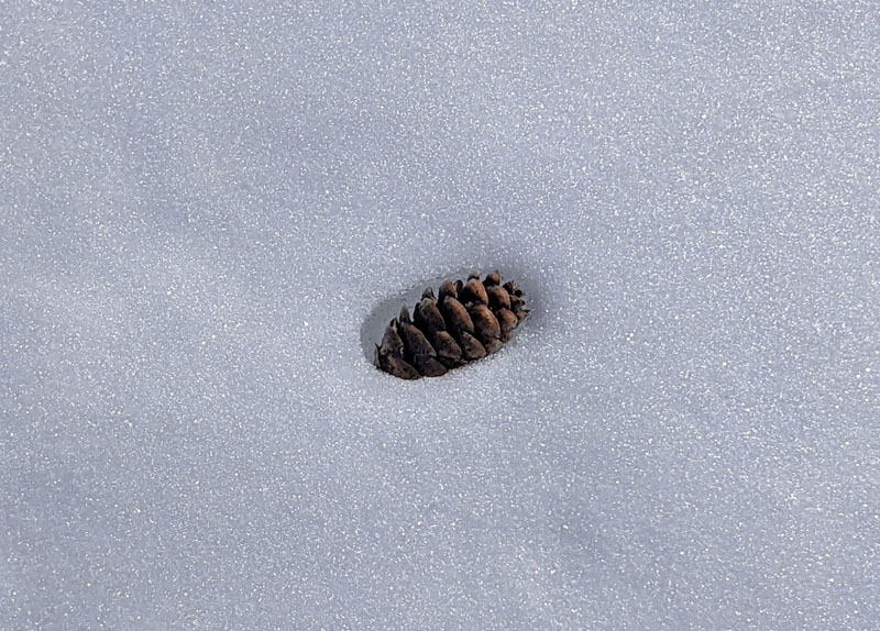 pine cone in snow