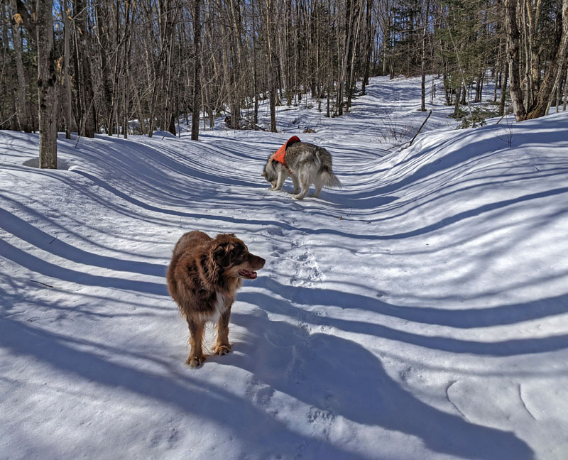 dogs on snow-covered path in forest, one listening intently