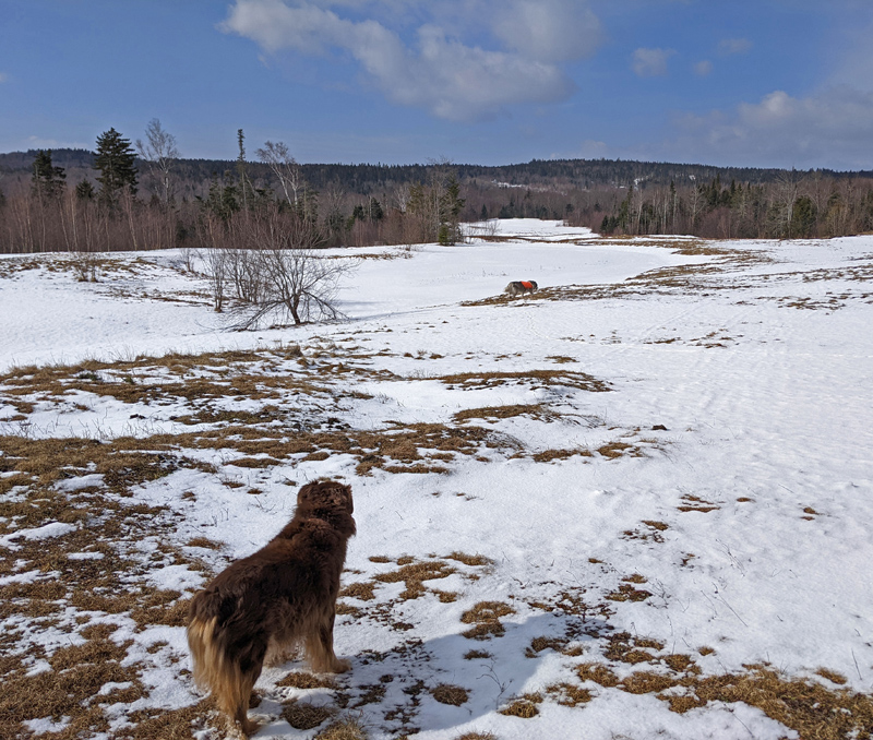 dogs walking across snow-covered field
