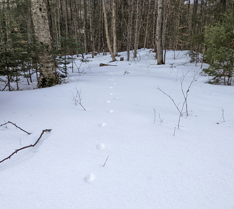 coyote tracks in snow