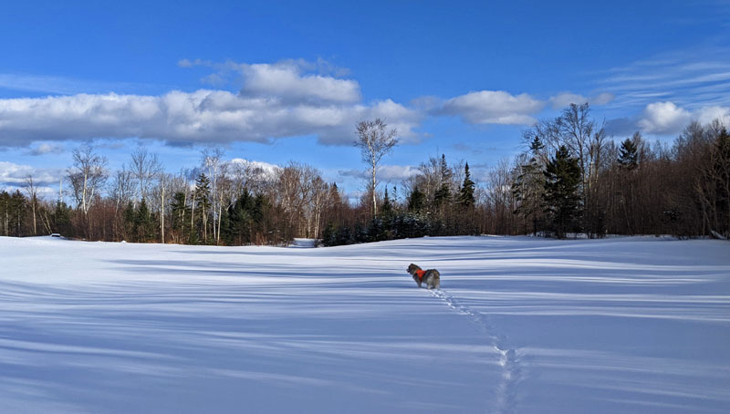 dog in snow-covered field