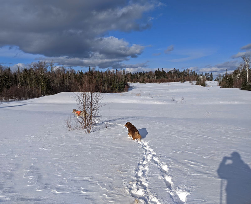 dogs crossing snow-covered field with photographer's shadow in foreground