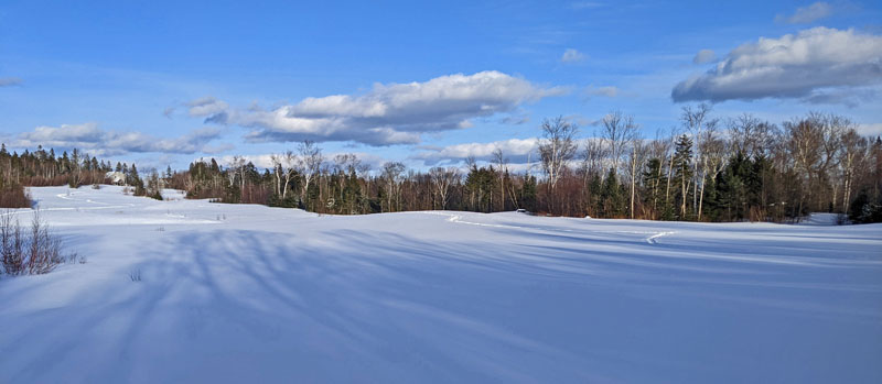 tree shadows on snow-covered field with dog and snowshoe tracks