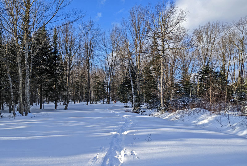 tree shadows across a snow-covered path through the woods