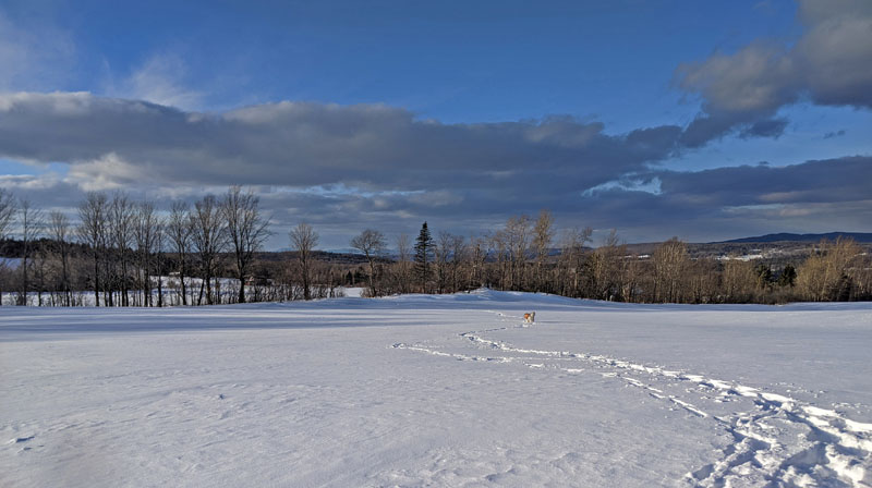 dog on track through snow, trees and clouds in shadow