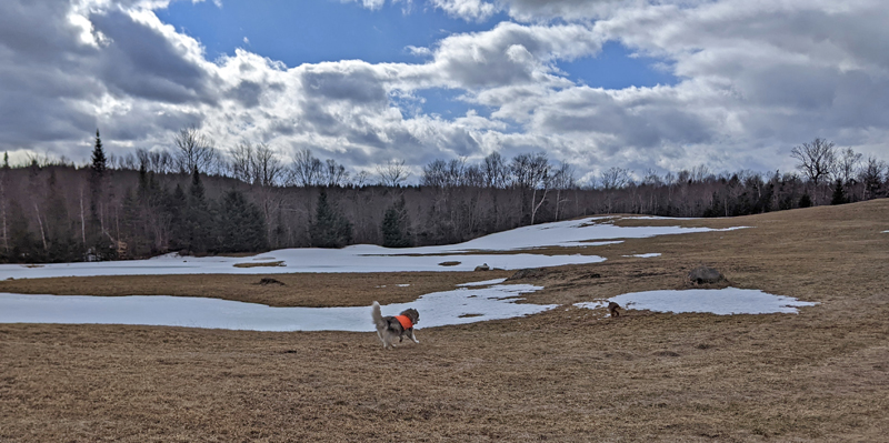 Two dogs running across field of dead grass and snow