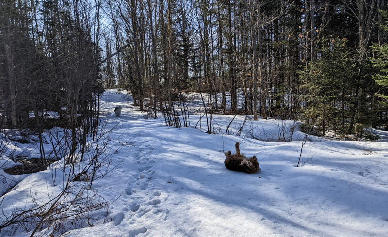 Dog rolling on snow-covered path in woods