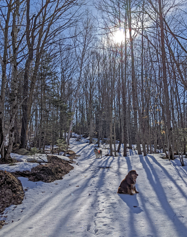 dogs on snow-covered path through woods