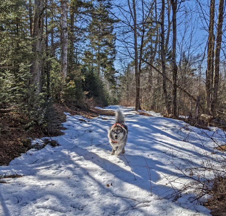 happy dog running down snow-covered path in woods