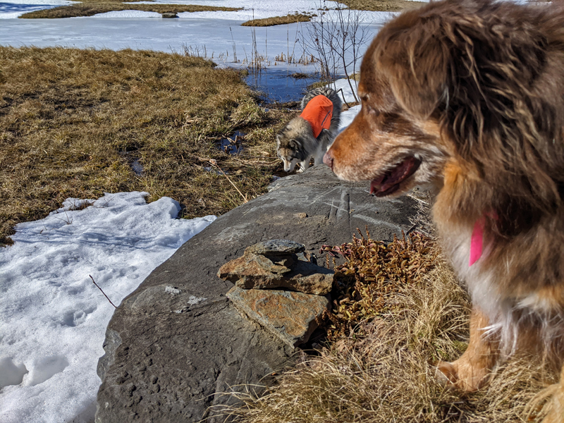 Dogs, cairn, boulder, snow, frozen pond