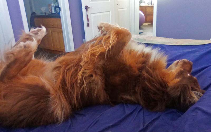 dog on his back, feet in the air, on a bed