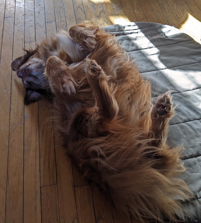 dog on his back, paws up, hoping for a belly rub