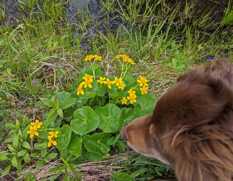 wildflowers - marsh marigolds, dog sniffing them