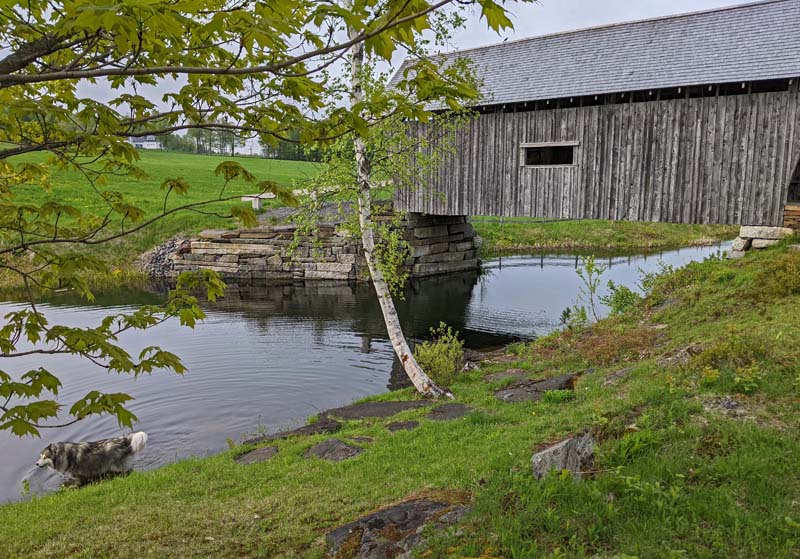 replica covered wooden bridge over pond in green field, dog wading