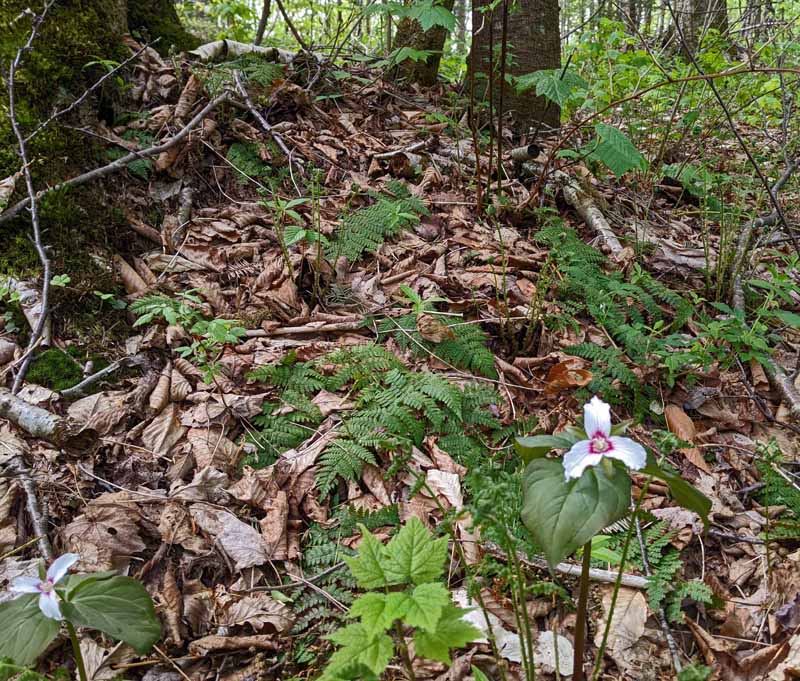 two painted trillium under trees, surrounded by dead leaves, ferns, sticks
