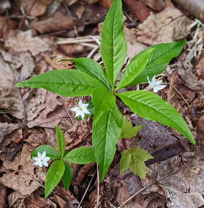 wildflower - starflower, closeup