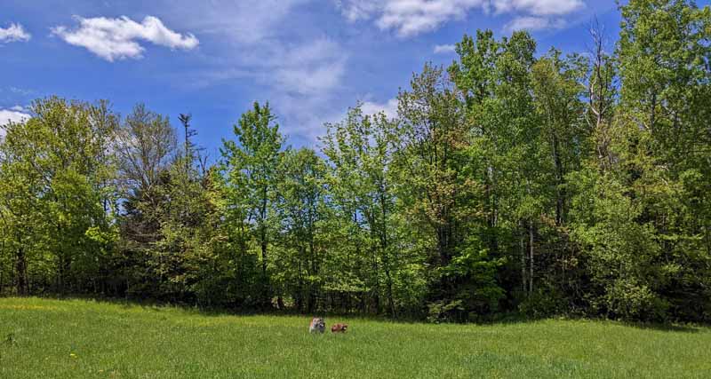 trees leafing out along edge of field, blue sky and clouds above
