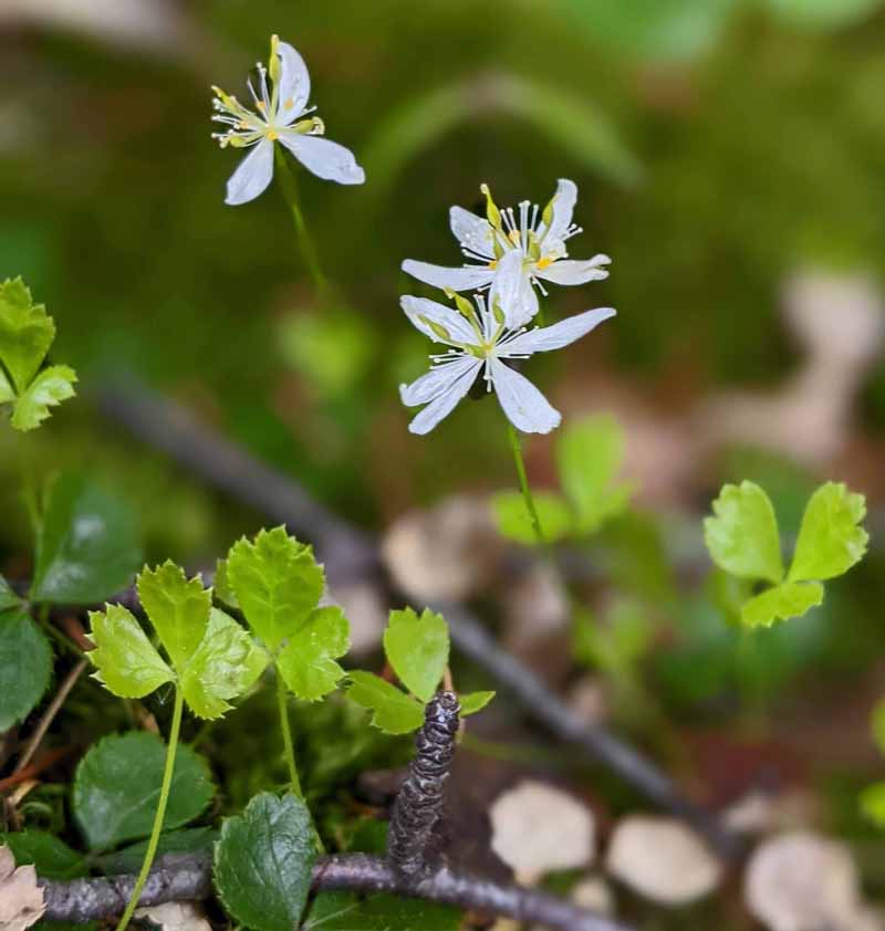 wildflower - goldthread, closeup