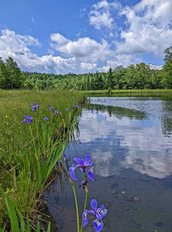 Larger Blue Flag Irises alongside a pond.