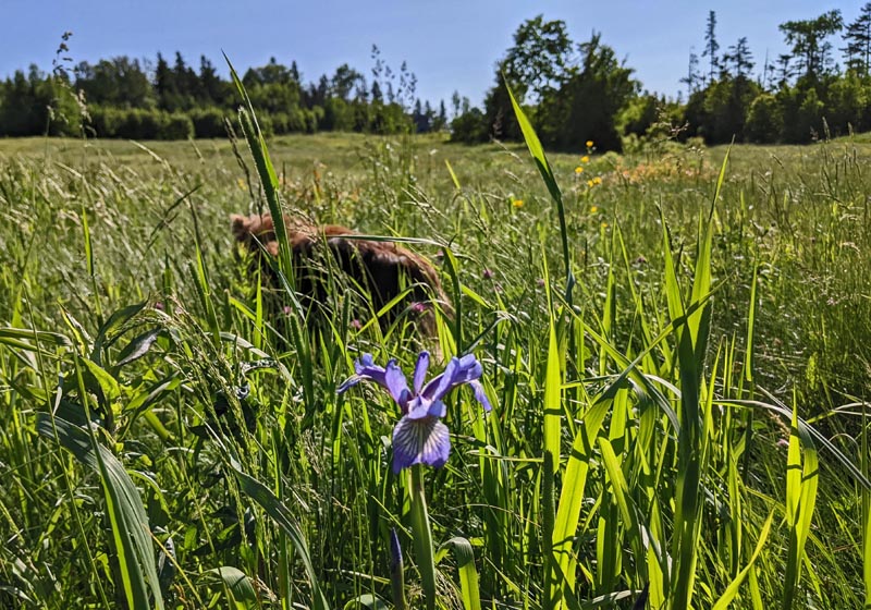 Blue Flag Iris, field grass, dog, trees, sky