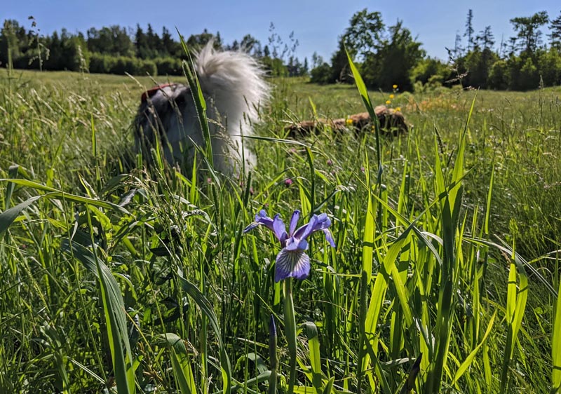 Blue Flag Iris, field grass, two dogs, trees, sky