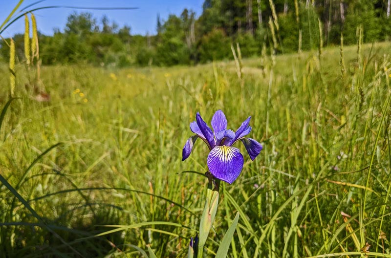 Closeup of a single Blue Flag Iris.
