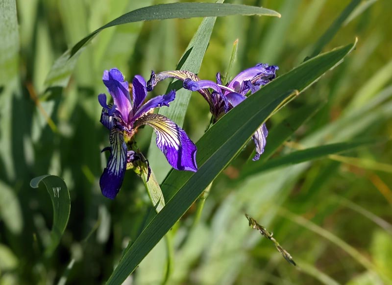 Closeup of two Blue Flag Irises, wilting