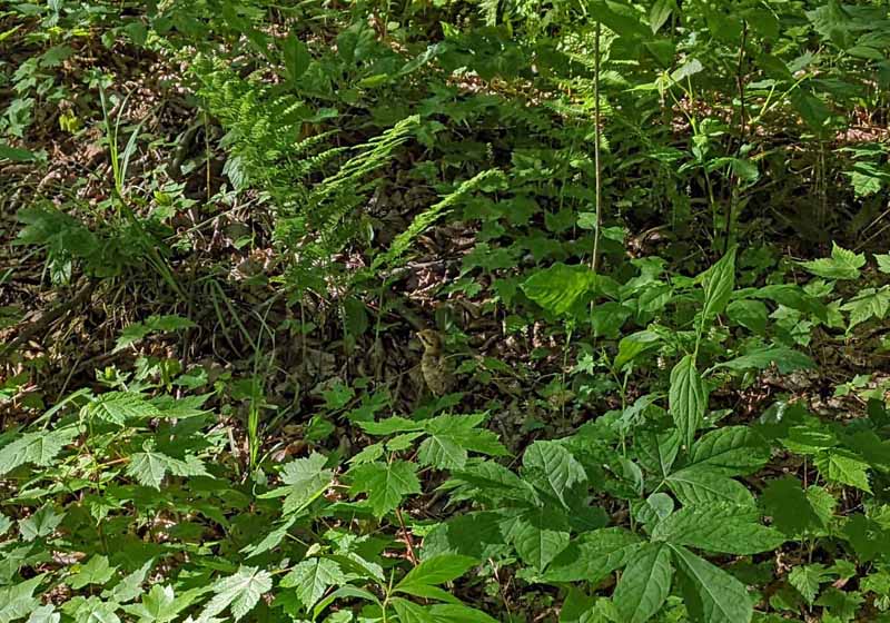 Young chick hiding in forest foliage.