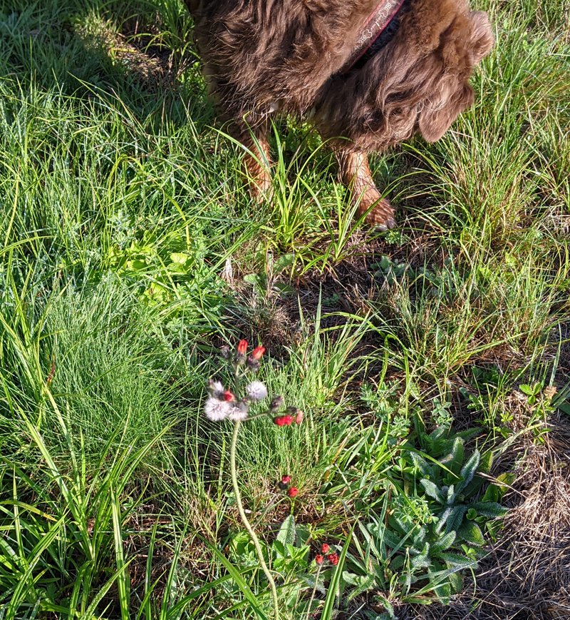 orange hawkweed flowers and their white seed heads with wet dog feet and head in background