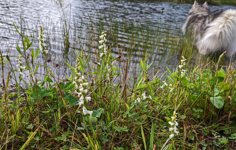 nodding lady's tresses flowers alonside a pond, fluffy dog tail and body wading into pond
