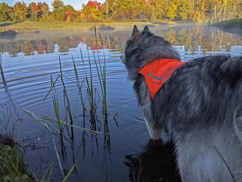 mist-covered pond, tree leaves changing color in background, malamute wearing orange vest wading into pond