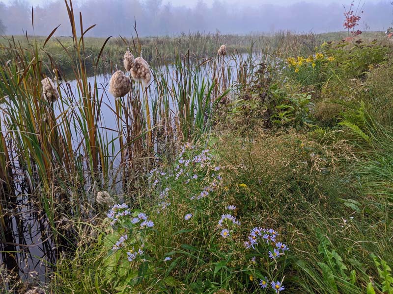 foggy pond with cattails, asters and goldenrood alongside, dog's head in distance, upper right 