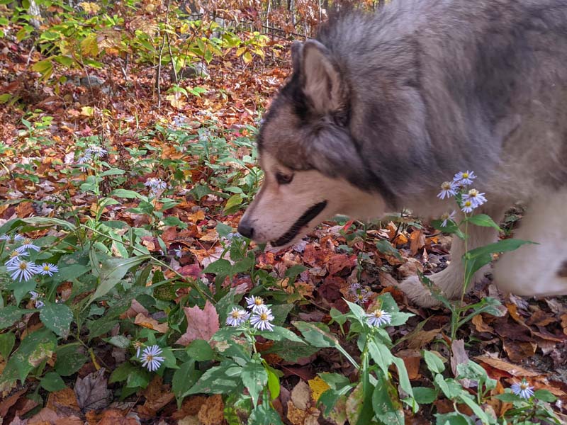malamute sniffing and walking past purple asters, autumn leaves on ground
