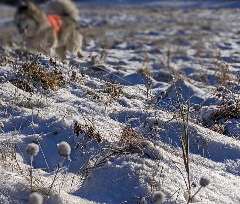 same frame, blurry dog a bit closer and moving out of frame